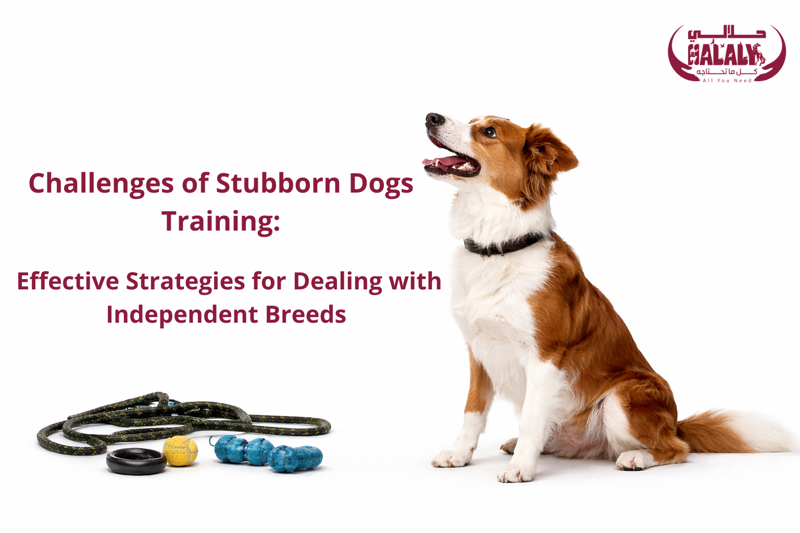 Challenges of Stubborn Dogs Training: Effective Strategies for Dealing with Independent Breeds